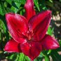 1x Red Velvet Asiatic Lily Flower Bulb