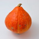 10+ Winter Squash - Potimarron Winter Uchiki Kuri Squash heirloom organic 10+ Winter Squash - Potimarron Winter Uchiki Kuri Squash heirloom organic