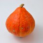 10+ Winter Squash - Potimarron Winter Uchiki Kuri Squash heirloom organic
