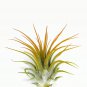 Air Plant Ionantha Mexican (ORANGE)