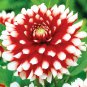 1 "Duet" Decorative Dahlia - Large Bulb Size #1 - US Seller