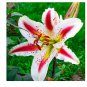 1 - ORIENTAL LILY DIZZY Flower Bulbs - Staffs Favorite