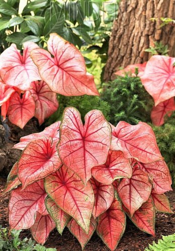2ct. Caladium Mrs. F.M. Joyner Bulbs