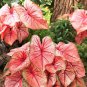 2ct. Caladium Mrs. F.M. Joyner Bulbs