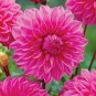 US-Seller Perennial Dahlia LUCKY NUMBER Flowers Tubers