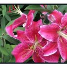 1 x Stargazer Oriental Lily 1 x Stargazer Oriental Lily