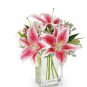 1 x Stargazer Oriental Lily