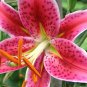 1 x Stargazer Oriental Lily