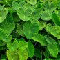 Colocasia Esculenta Elephant Ear 3-5 Circumference*(You get 1 Bulbs)