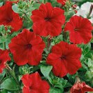 Easy Wave RED * Petunia * 10 Seeds Easy Wave RED * Petunia * 10 Seeds