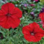 Easy Wave RED * Petunia * 10 Seeds