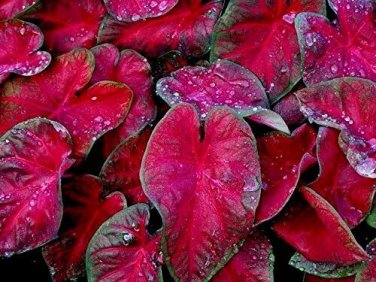 Caladium 'Red Flash' Size #2 (2 bulbs) (You get 2 bulbs)