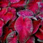 Caladium 'Red Flash' Size #2 (2 bulbs) (You get 2 bulbs)