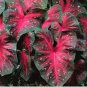 Caladium 'Red Flash' Size #2 (2 bulbs) (You get 2 bulbs)