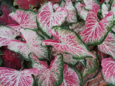 (2) Caladium Peppermint Bulb #2