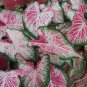 (2) Caladium Peppermint Bulb #2