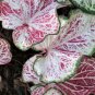 (2) Caladium Peppermint Bulb #2