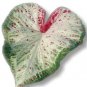 (2) Caladium Peppermint Bulb #2
