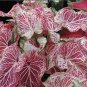 (2) Caladium Peppermint Bulb #2