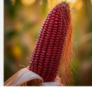 100+ct. STRAWBERRY RARE RUBY CORN SEEDS POPCORN 100+ct. STRAWBERRY RARE RUBY CORN SEEDS POPCORN