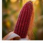 100+ct. STRAWBERRY RARE RUBY CORN SEEDS POPCORN