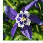 (25) Colorado Blue Star Columbine Seeds