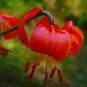 Lilium Pumilum * Scarlett  Coral Lily Fragrant * Very Rare * 10 Seeds *