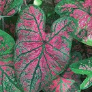 2ct Caladium Florida Roselight Bulbs 2ct Caladium Florida Roselight Bulbs