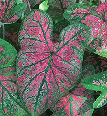 2ct Caladium Florida Roselight Bulbs