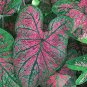 2ct Caladium Florida Roselight Bulbs