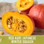20+ Buttercup Squash Seeds | Waltham Butternut - Organic