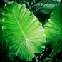 RARE-Portora Elephant Ear - Alocasia -Bulb