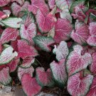2ct. Caladium Blushing Bride Bulbs 2ct. Caladium Blushing Bride Bulbs