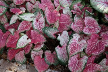 2ct. Caladium Blushing Bride Bulbs