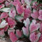 2ct. Caladium Blushing Bride Bulbs