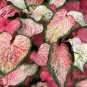2ct. Caladium Blushing Bride Bulbs