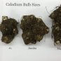 2ct. Caladium Blushing Bride Bulbs