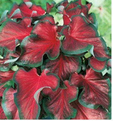 Caladium Red Ruffles - (You get 2 Bulbs) - Caladiumparadise