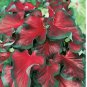 Caladium Red Ruffles - (You get 2 Bulbs) - Caladiumparadise