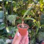 2” Ledebouria Socialis Silver Squill Rare Succulent Live Plant