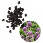 50+ RARE HUGE PURPLE ALLIUM SENSATION 4-6" SOFTBALL "Free Gift Too " SEEDS