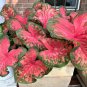 Clowning Around Caladiums Bulbs (2ct)