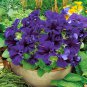 Petunia- Grandiflora- Purple -Blue- 15 Seeds
