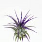 Air Plant Ionantha Mexican (PURPLE)
