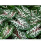 (2ct) Caladium Carousel Bulbs (#2) (2ct) Caladium Carousel Bulbs (#2)