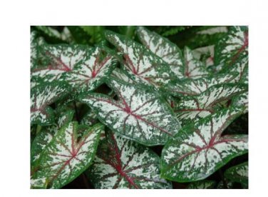 (2ct) Caladium Carousel Bulbs (#2)