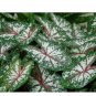 (2ct) Caladium Carousel Bulbs (#2)