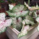 2ct. Caladium Gingerland BULBS 2ct. Caladium Gingerland BULBS