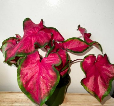 `2x Caladium Red Ruffles -Chicsonabudget