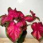 `2x Caladium Red Ruffles -Chicsonabudget